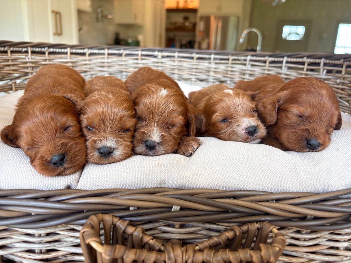 Cavapoochon puppies, healthy cavapoochon, puppies for sale, bluebell cavapoochon puppies, cavapoo
