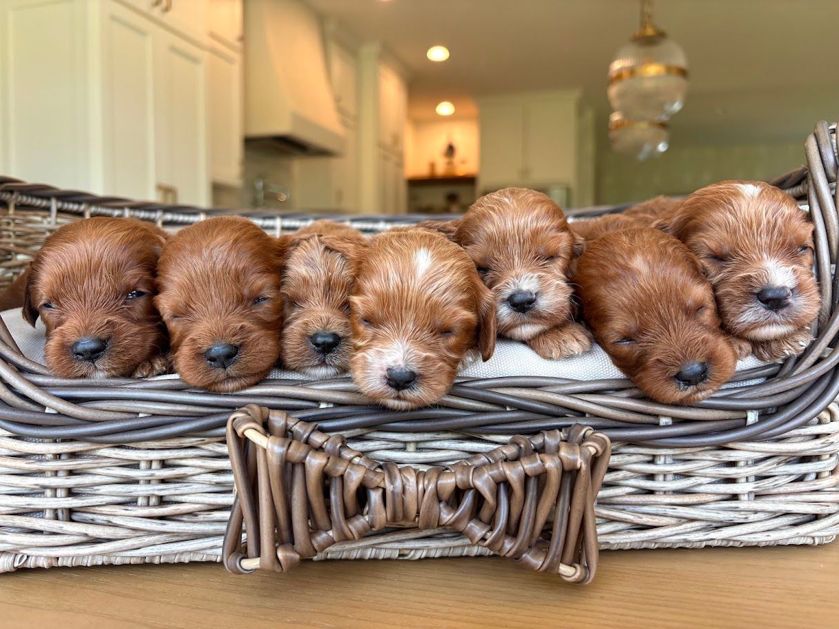 Cavapoochon puppies, healthy cavapoochon, puppies for sale, bluebell cavapoochon puppies, cavapoo