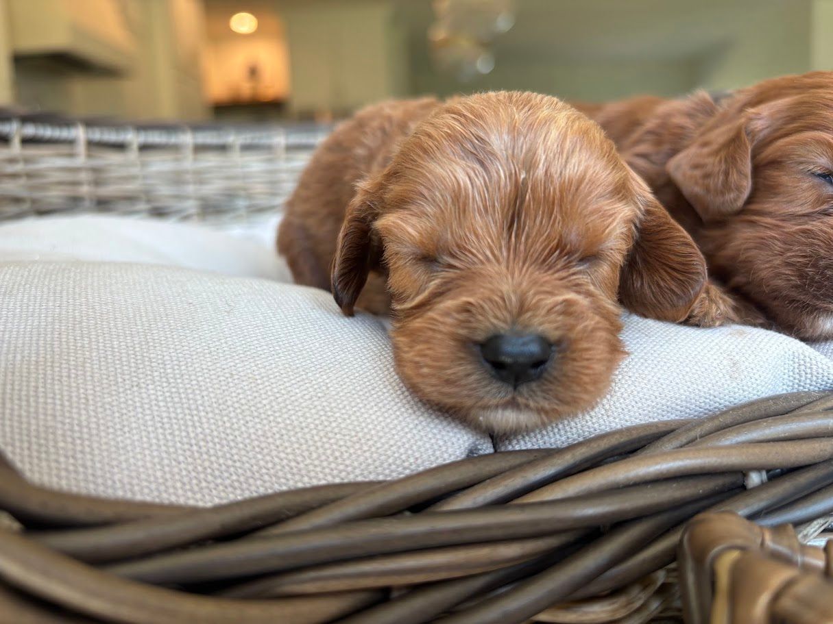 Cavapoochon puppies, healthy cavapoochon, puppies for sale, bluebell cavapoochon puppies, cavapoo