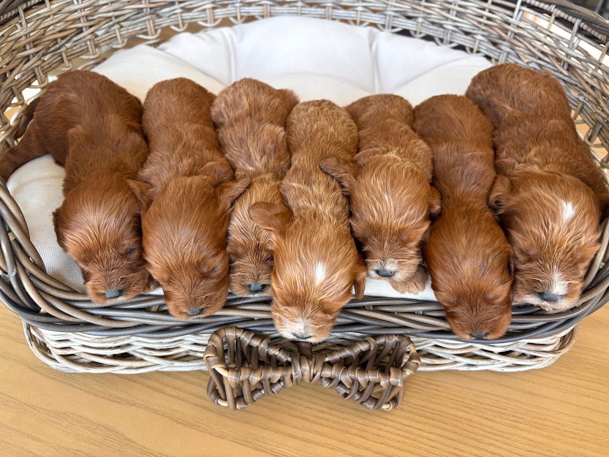 Cavapoochon puppies, healthy cavapoochon, puppies for sale, bluebell cavapoochon puppies, cavapoo