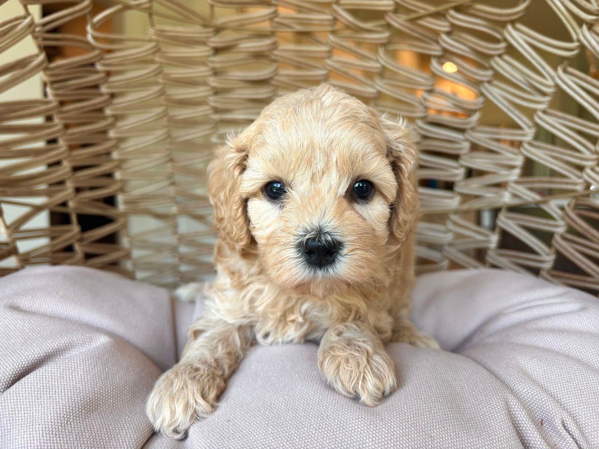 Cavapoochon puppies, healthy cavapoochon, puppies for sale, bluebell cavapoochon puppies, cavapoo