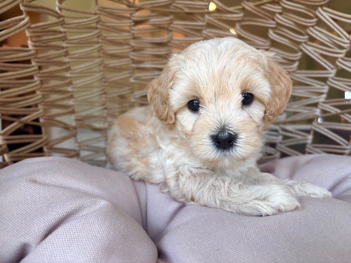 Cavapoochon puppies, healthy cavapoochon, puppies for sale, bluebell cavapoochon puppies, cavapoo