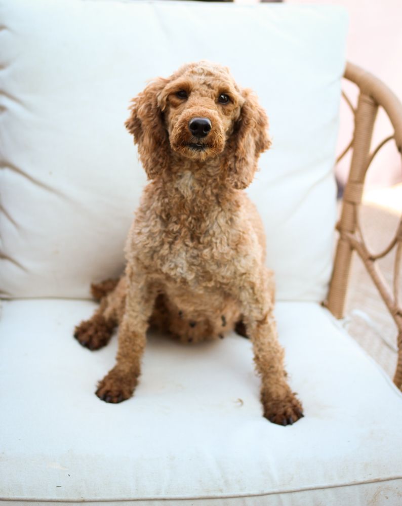 Cavapoochon puppies, healthy cavapoochon, puppies for sale, bluebell cavapoochon puppies, cavapoo