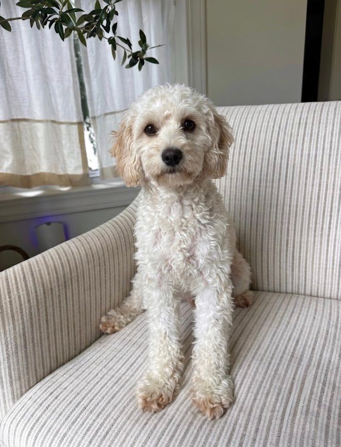 Cavapoochon puppies, healthy cavapoochon, puppies for sale, bluebell cavapoochon puppies, cavapoo
