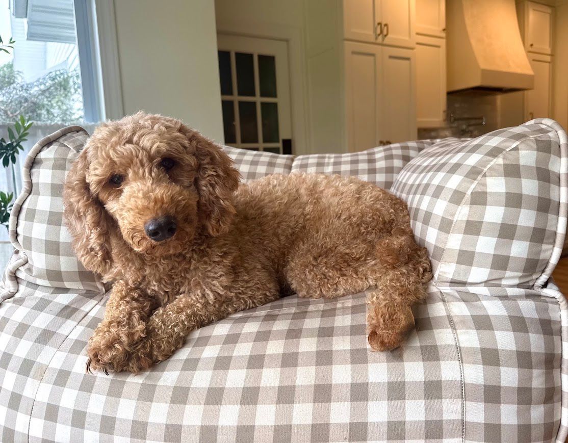 Cavapoochon puppies, healthy cavapoochon, puppies for sale, bluebell cavapoochon puppies, cavapoo