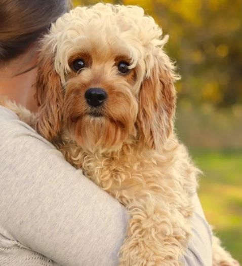 Cavapoochon puppies, healthy cavapoochon, puppies for sale, bluebell cavapoochon puppies, cavapoo