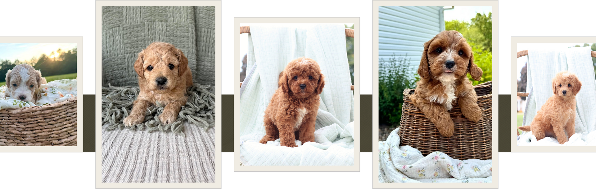 Cavapoo puppies for sale, Cavapoochon Puppies for Sale, Cavapoochon Puppy, Cavoodle Puppy, Poodle Mixed Puppies for Sale