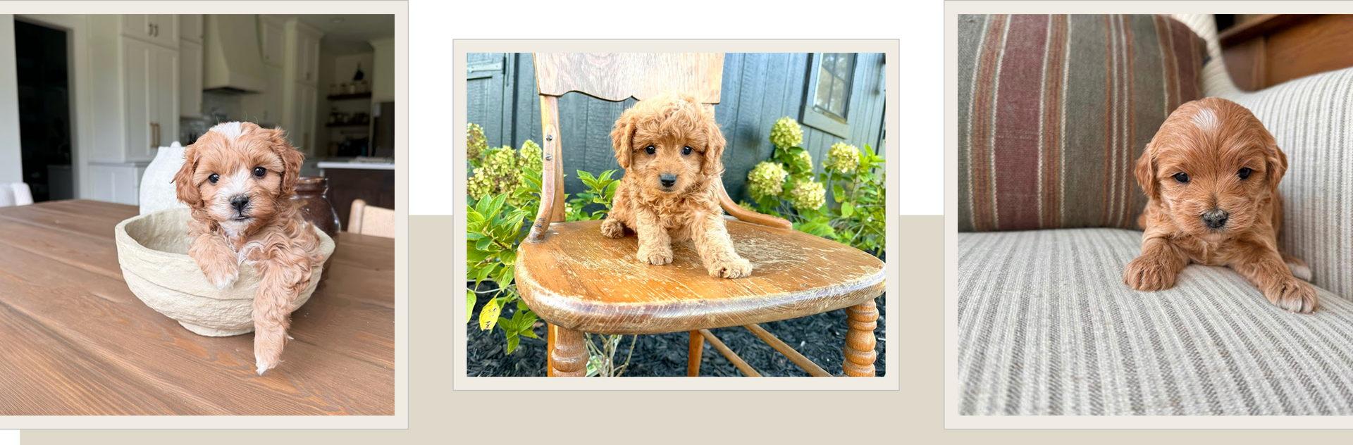Cavapoo puppies for sale, Cavapoochon Puppies for Sale, Cavapoochon Puppy, Cavoodle Puppy, Pleasant Home Puppies
