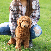 Cavapoo puppies for sale, Cavapoochon Puppies for Sale, Cavapoochon Puppy, Cavoodle Puppy, Pleasant Home Puppies