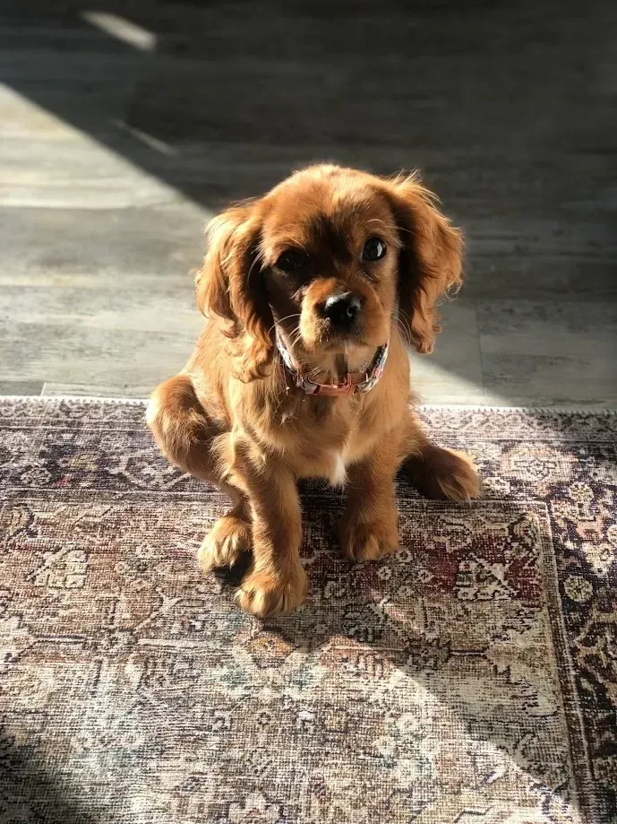 Cavapoochon puppies, healthy cavapoochon, puppies for sale, bluebell cavapoochon puppies, cavapoo