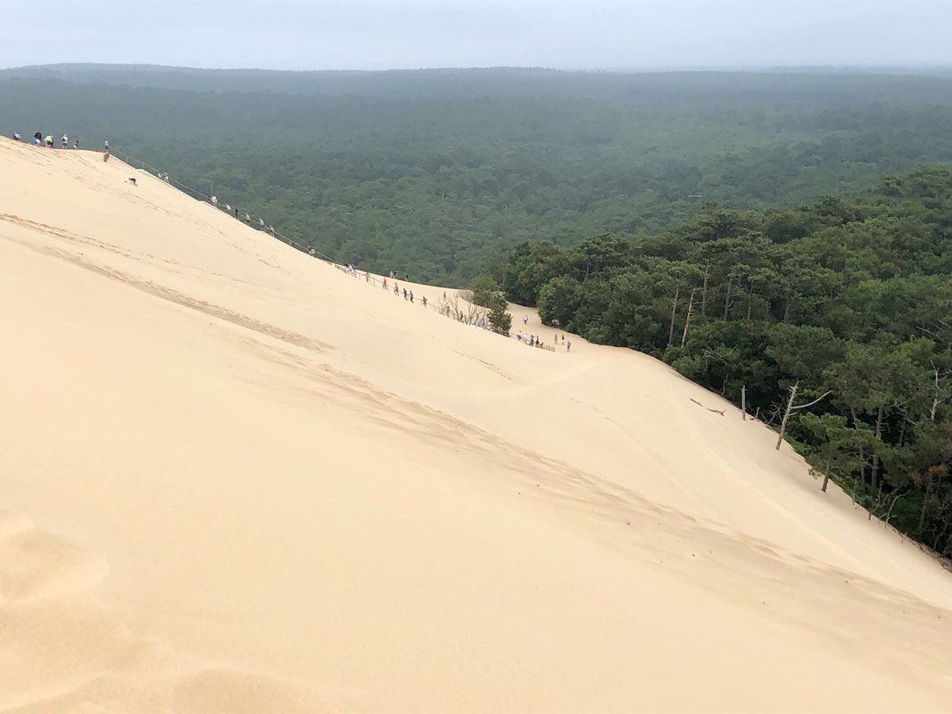 sand hill in forest A large sand dune surrounded by trees and a forest.