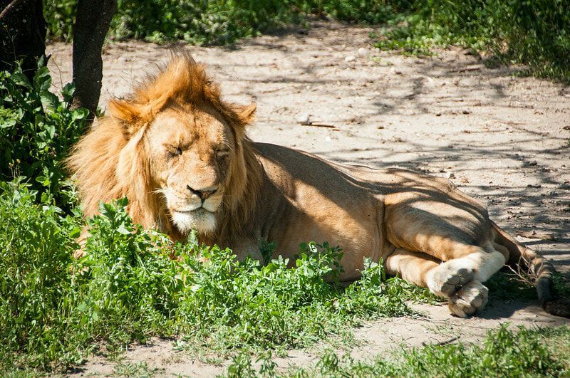 lion laying down A lion is laying on its back in the grass.
