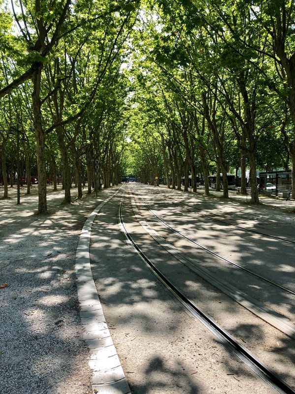 quiet street in burdeaux A row of trees along the side of a road.