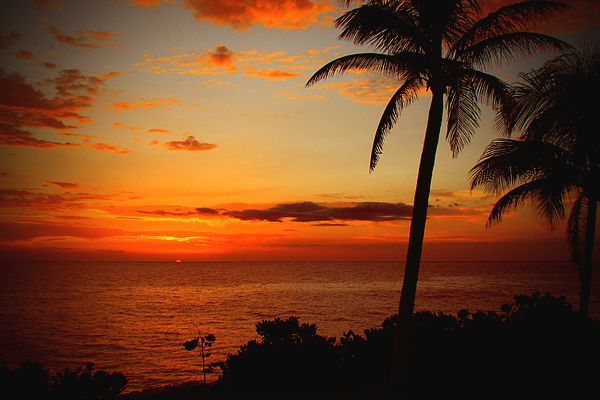 palm trees with sunset A sunset over the ocean with palm trees in the foreground