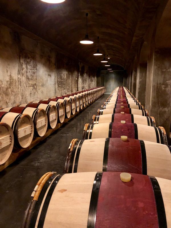 wine cellar A row of wooden wine barrels are lined up in a wine cellar.