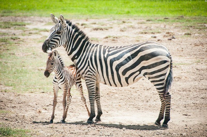 zebra mother caring for calf Two zebras are standing next to each other in a field.