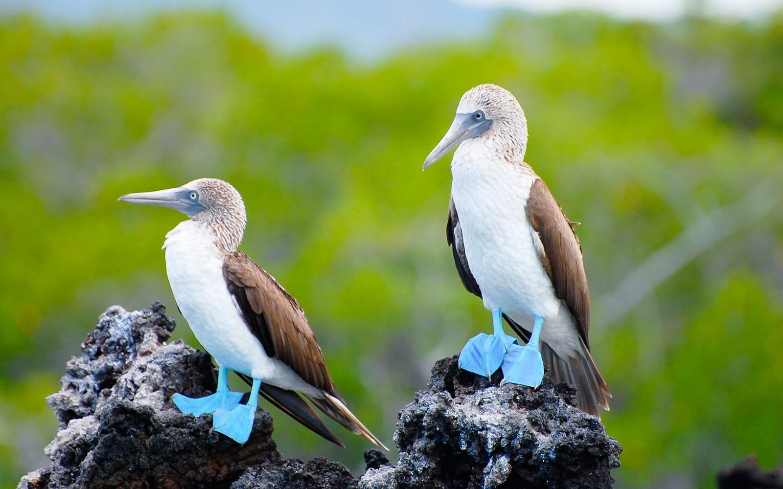 two birds sitting on a rock Two birds with blue feet are perched on a rock.
