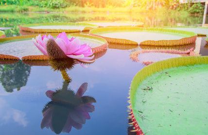 lily pads with a flower A pink lotus flower is floating on top of a pond surrounded by lily pads.