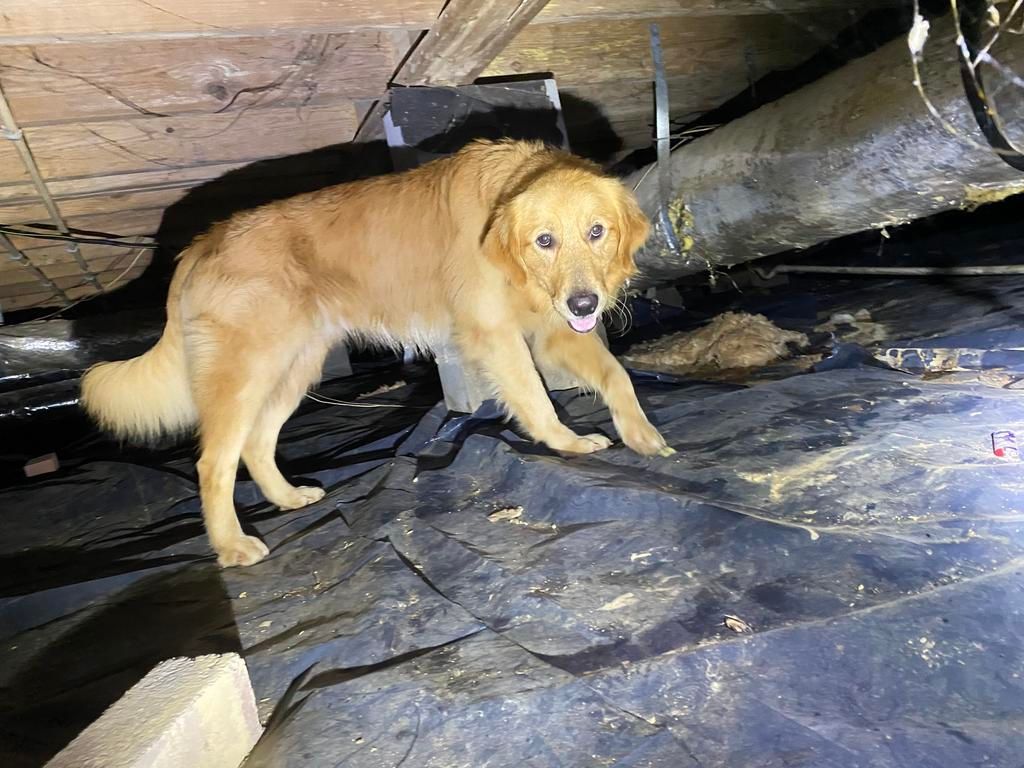 A golden dog standing on a dark plastic sheet in a cramped, dimly lit crawl space under a house.