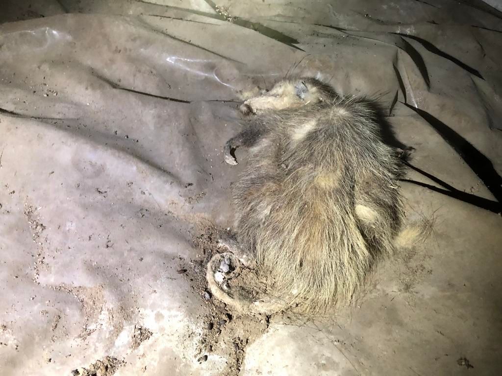 A dead opossum lying on its side on a plastic surface.