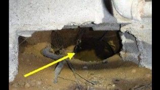 A yellow arrow points toward a dark, shadowed hole under a concrete foundation, revealing a glimpse of a bat inside.