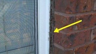 A yellow arrow points to a vertical gap between a brick wall and a window frame filled with termite mud tubes.