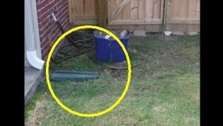 A blue plastic tub and a small green rectangular object sit on the grass next to a brick wall and wooden fence.