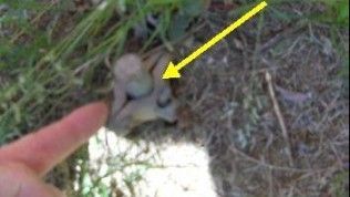 A hand points to a cluster of small, pale-colored mushrooms growing in the dirt among grass and twigs.