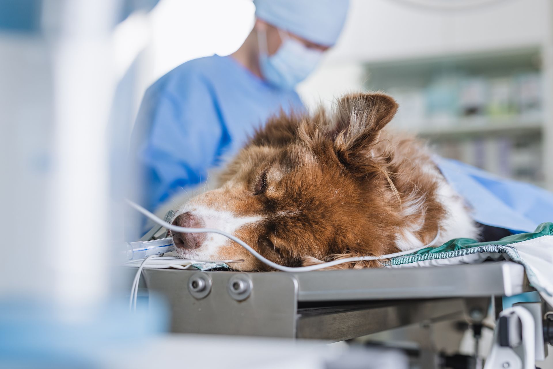 A dog is being operated on.