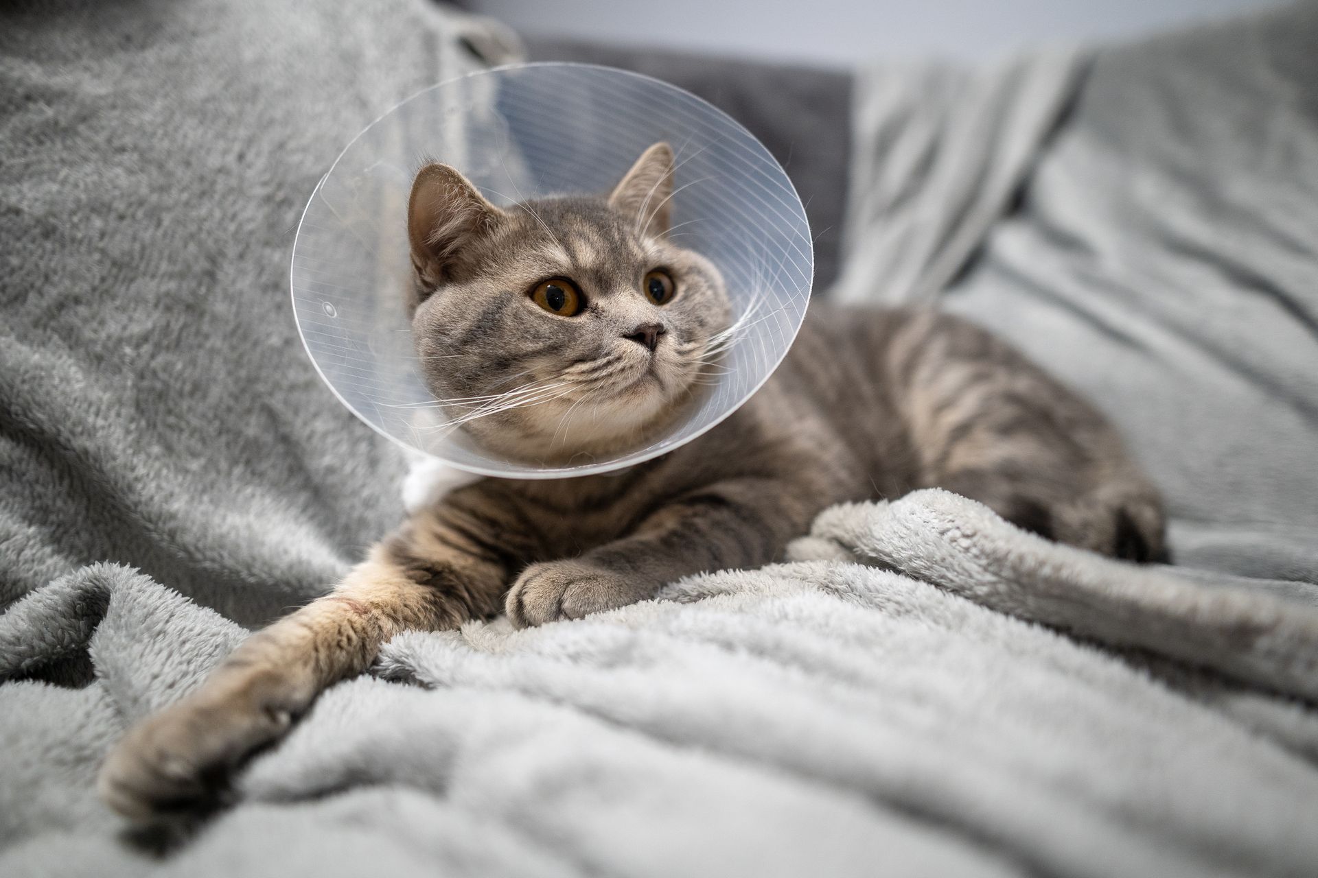 Gray cat wearing a protective cone resting on a soft blanket indoors.