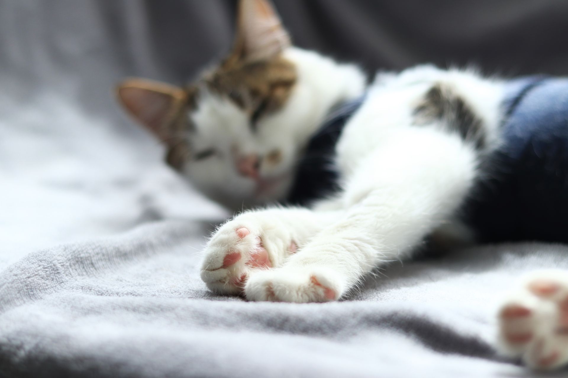 Sleeping kitten stretched out on gray blanket with pink paws extended in cozy relaxation.
