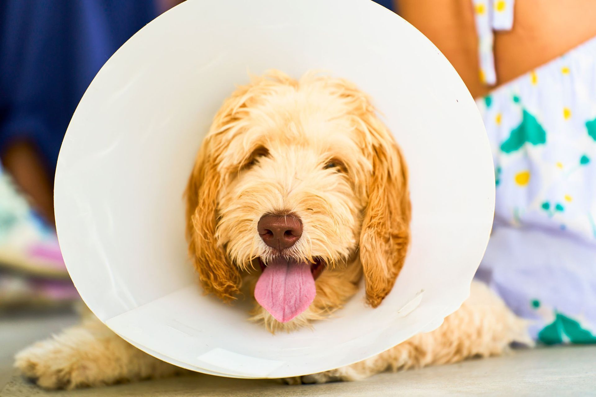 Cute dog wearing a protective cone collar.