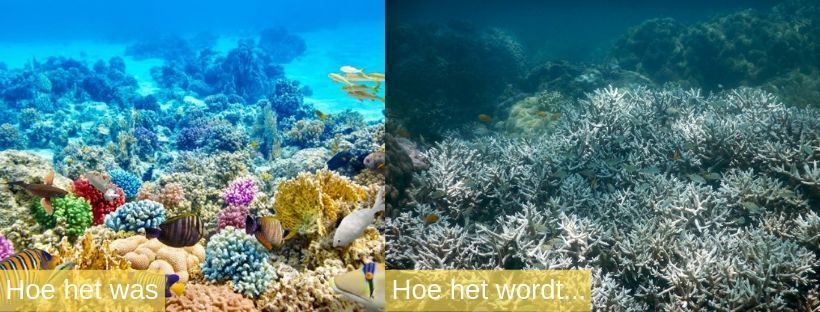 Gesplitst beeld van een koraalrif: een levendig, gezond rif aan de linkerkant, verbleekt, dood koraal aan de rechterkant.