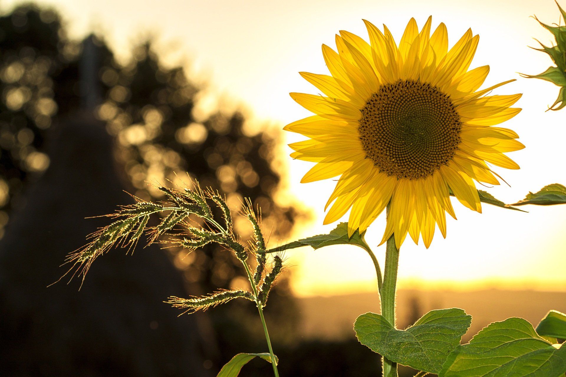 Zonnebloemen verlicht door een gouden zonsondergang met wazige bomen op de achtergrond.