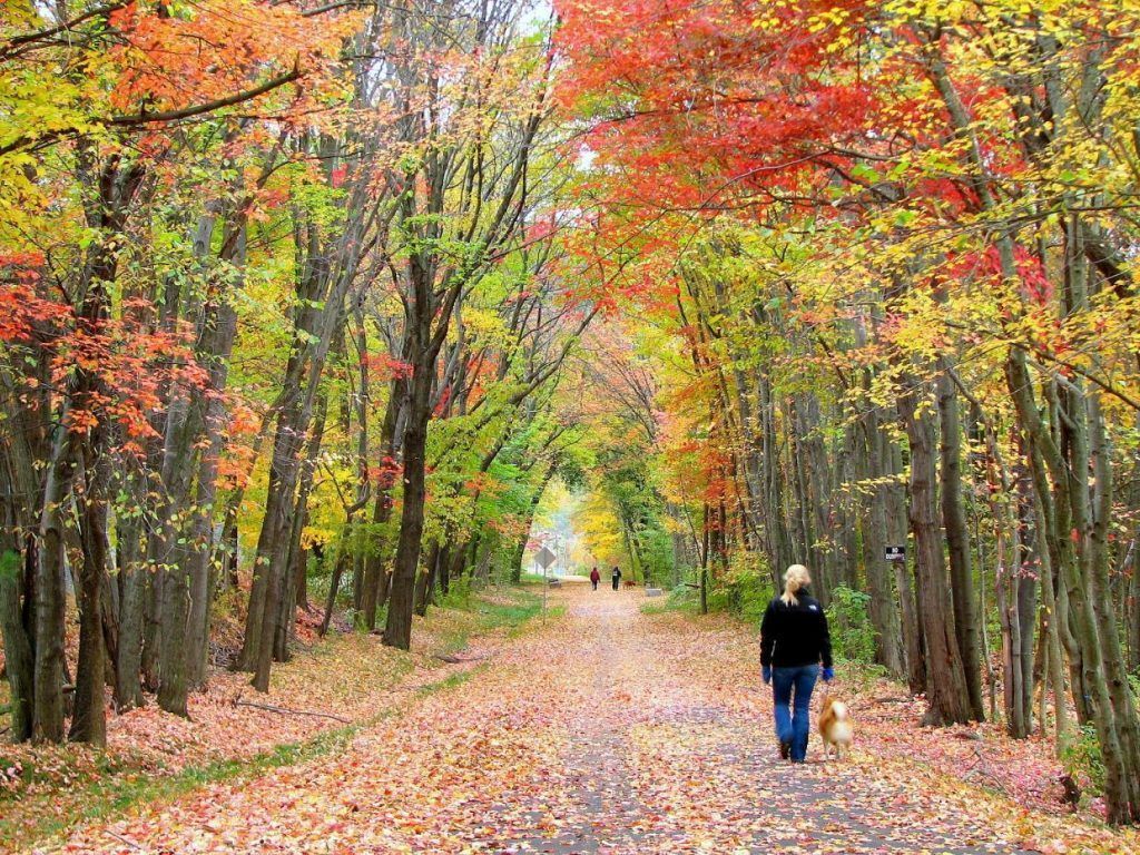Image of a person strolling in the fall through a path in the woods