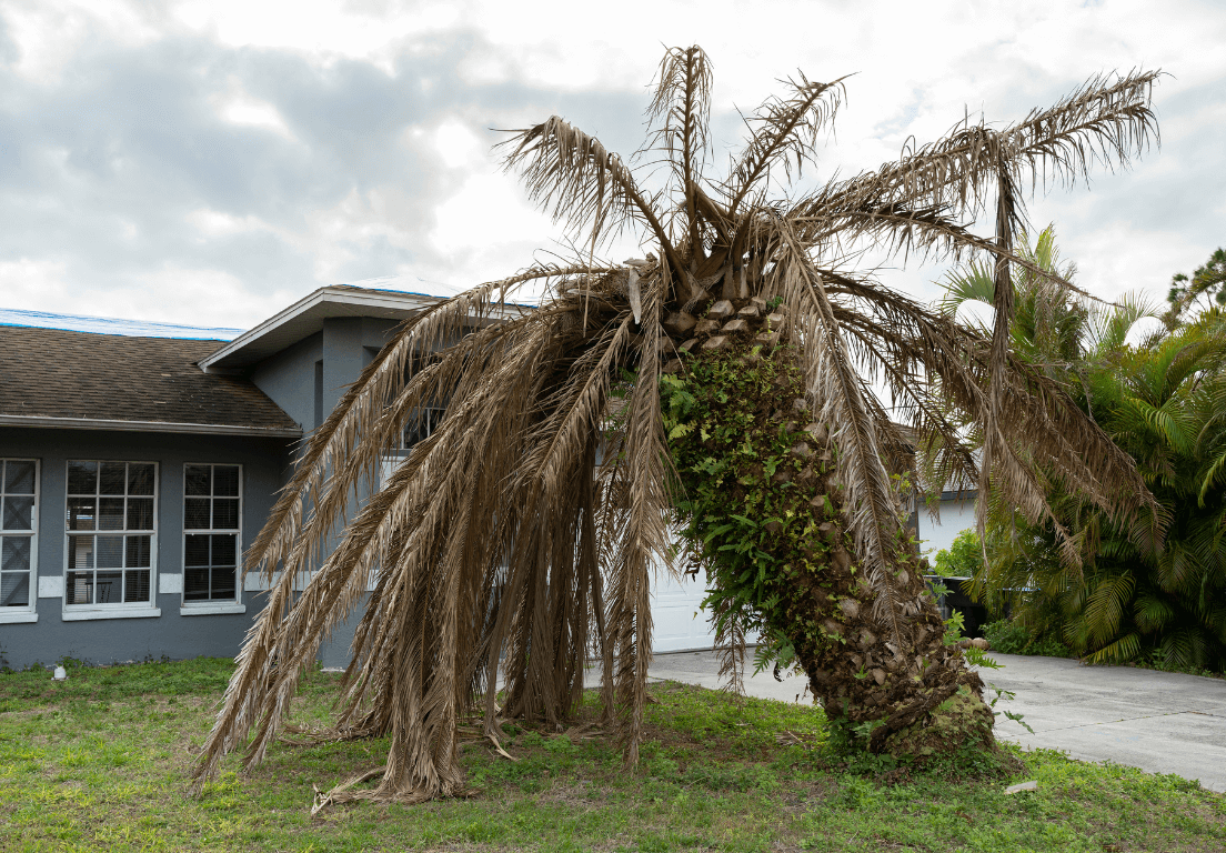 dead palm tree on florida property