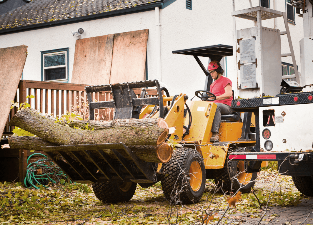 cut tree after removal