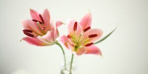 cremation services in Plymouth IN