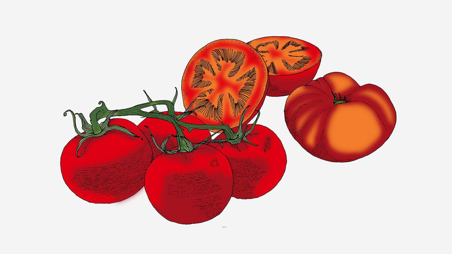 Cluster of red tomatoes, including sliced and whole, on a white background