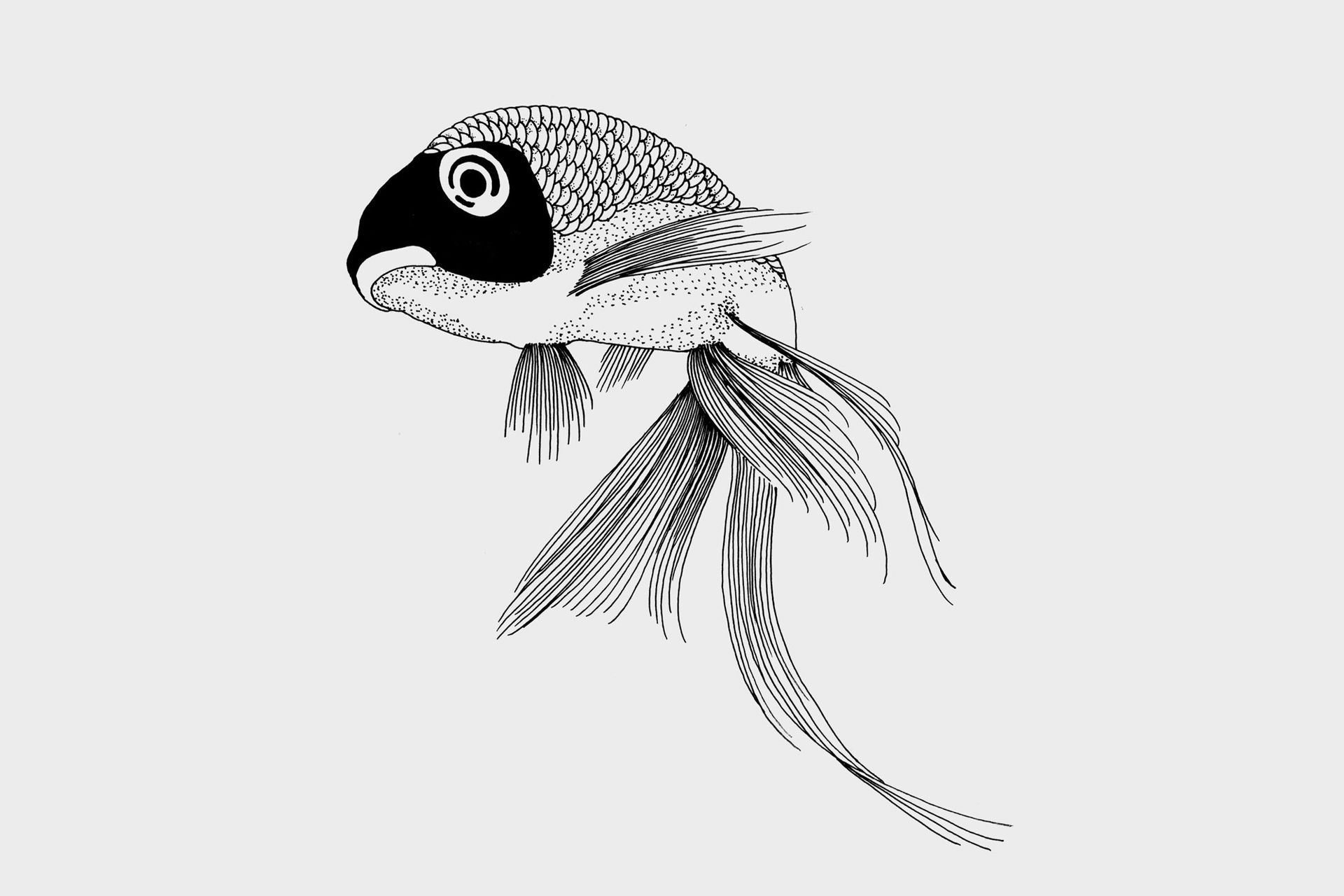 A black-and-white line drawing of a small fish with large, dark eyes and a long, flowing tail.