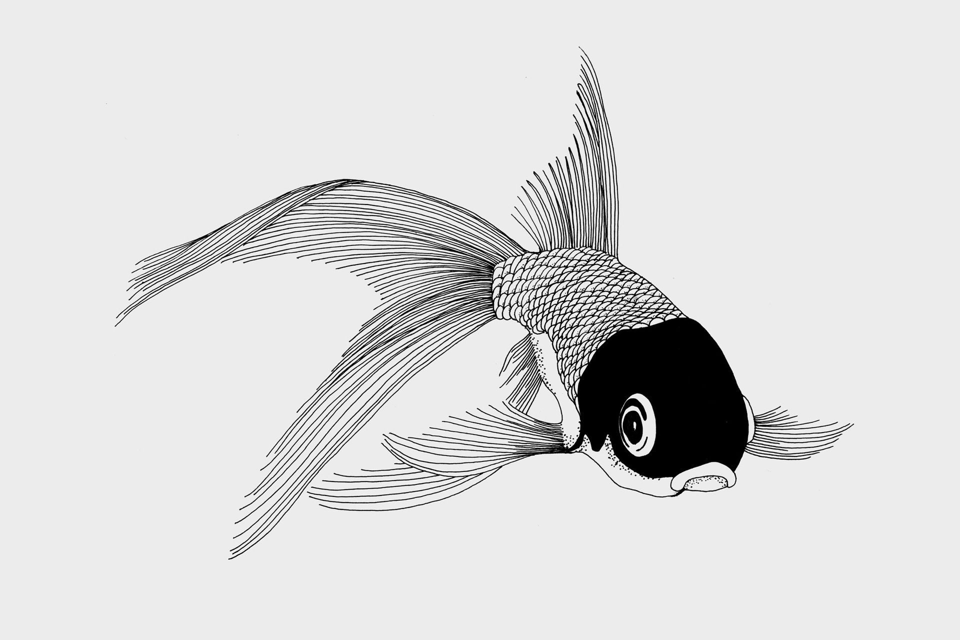 A black-and-white line drawing of a goldfish with a solid black head, seen from a front-facing perspective.
