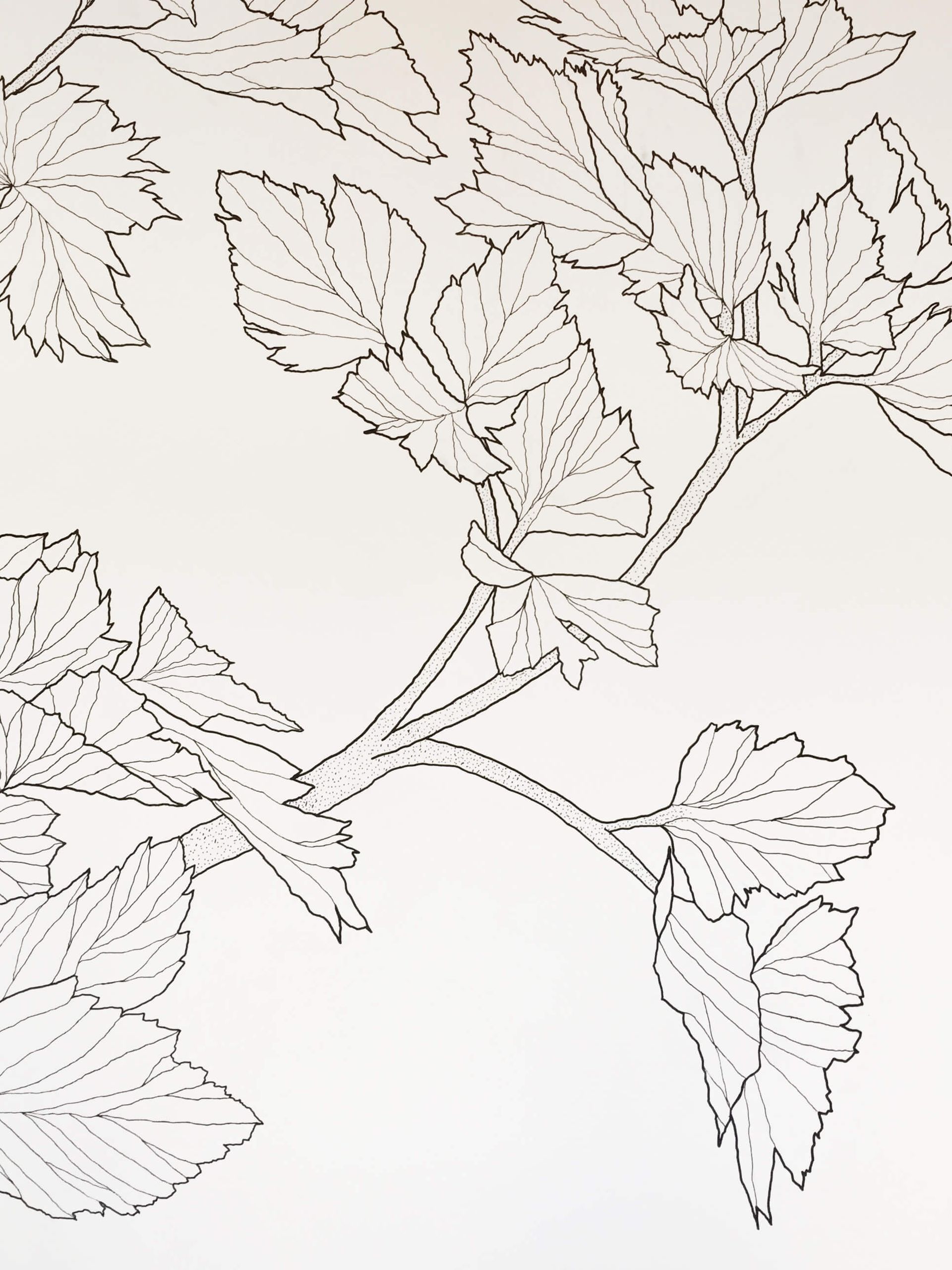 A collection of black-and-white botanical sketches showing pine tree branches, needles, and a small pinecone.