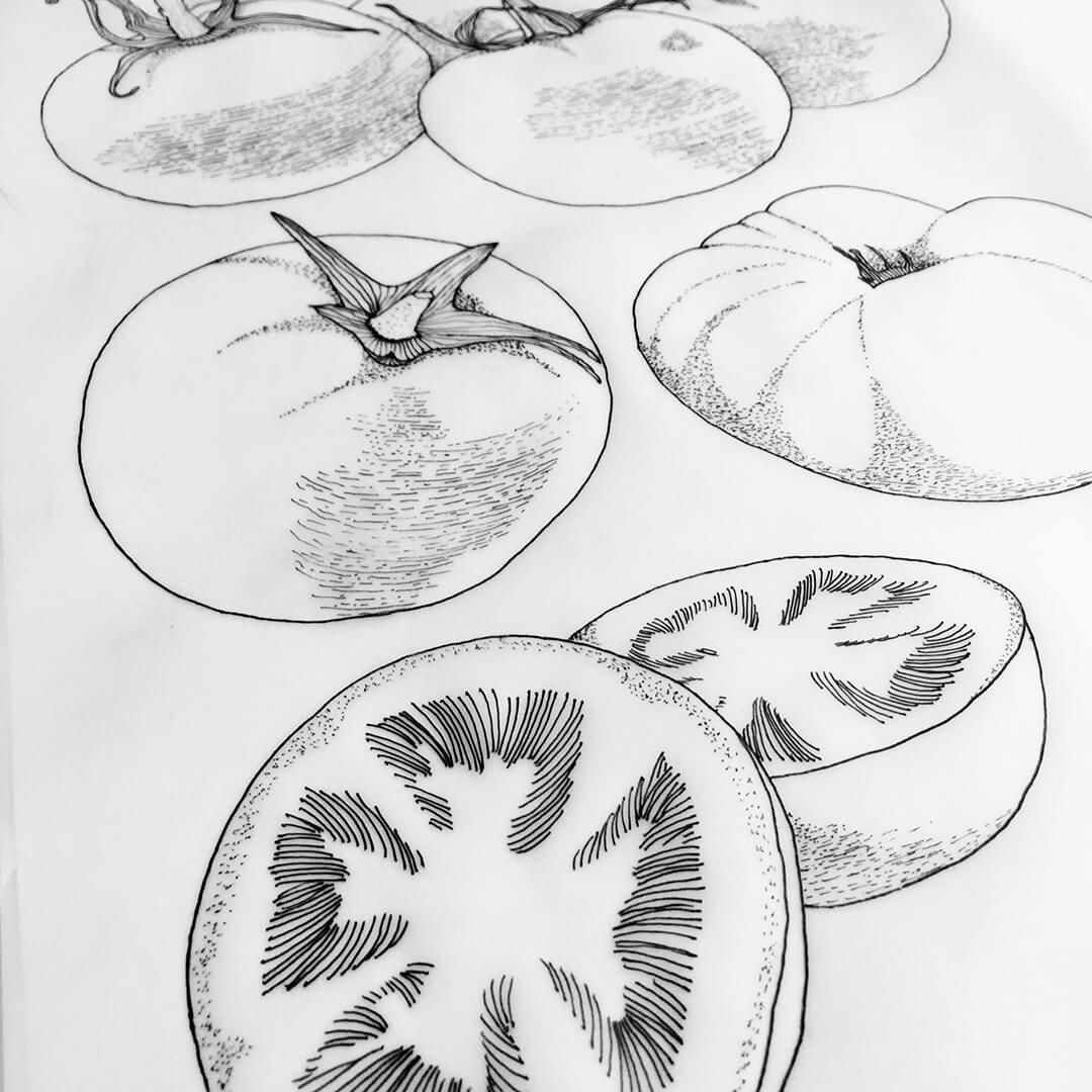 Pencil sketch of several sliced and whole tomatoes on a white background