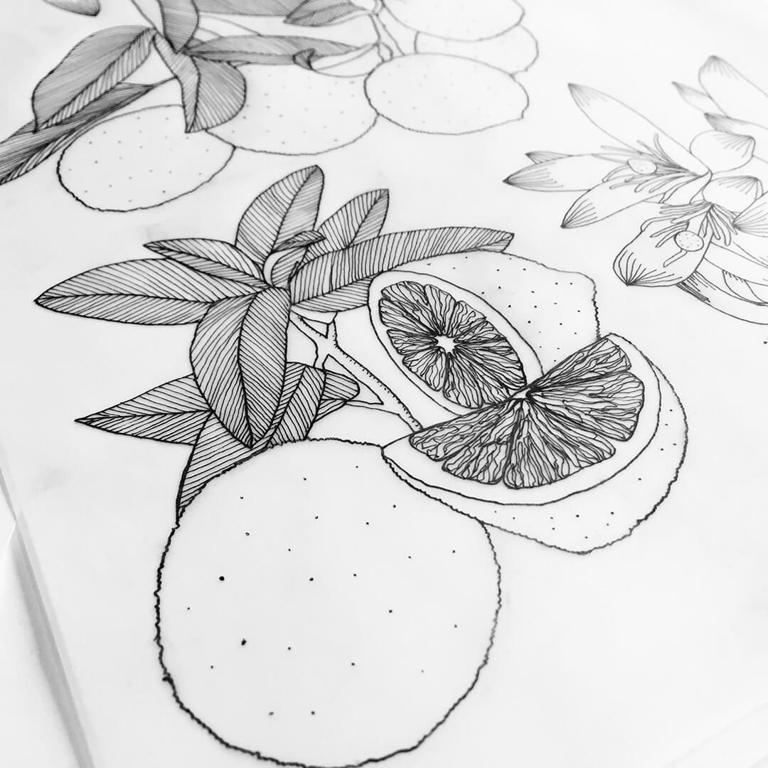 Hand-drawn pencil sketch of citrus fruits and leaves, including a sliced orange or grapefruit.