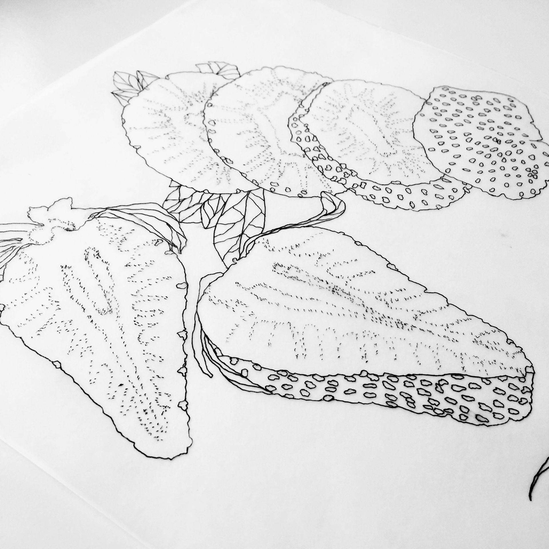 Line drawing of several strawberries, whole and sliced, on a white background