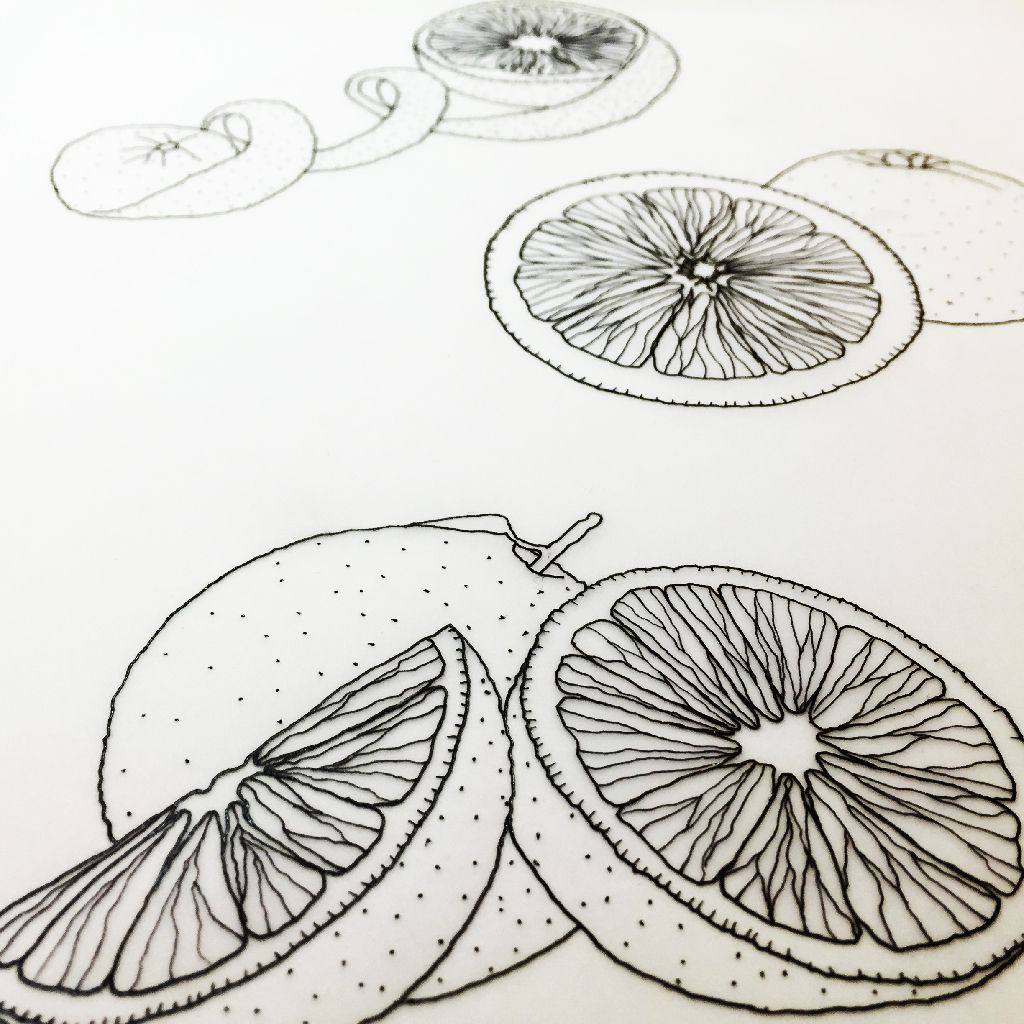 Sketch of sliced citrus fruits and whole oranges on a white background
