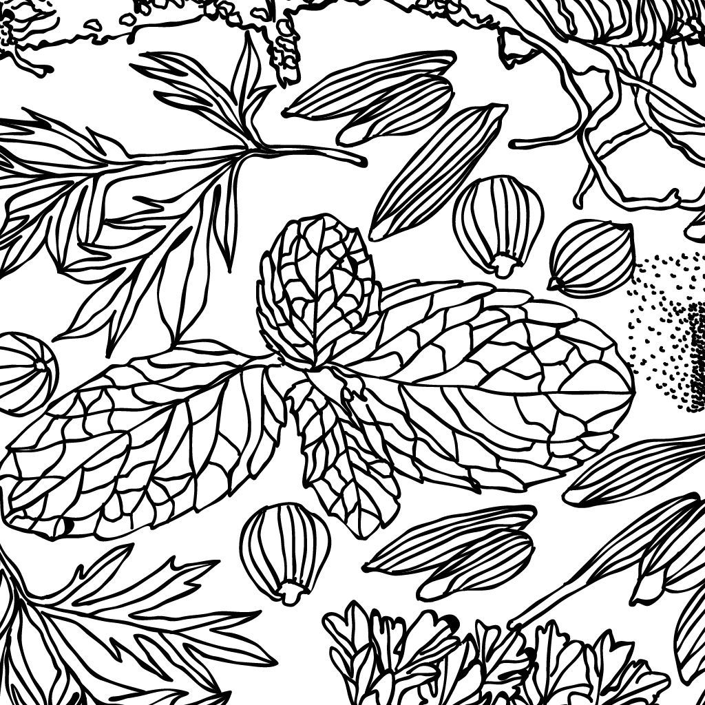Black-and-white botanical line art with pinecones, leaves, and branches