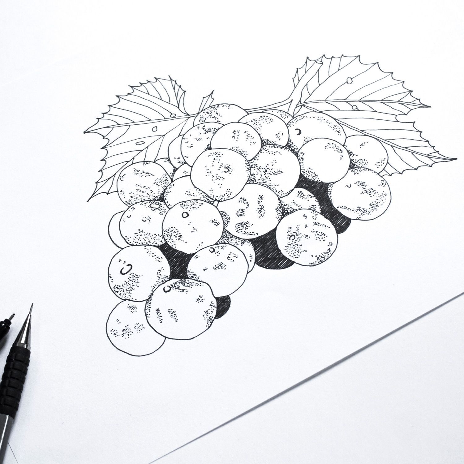 Pencil sketch of a bunch of grapes with two leaves on white paper