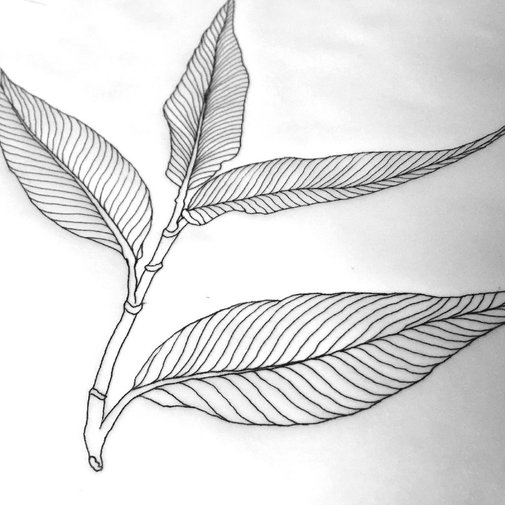 Black-and-white sketch of a jar with leaves, flowers, and three round fruit slices inside
