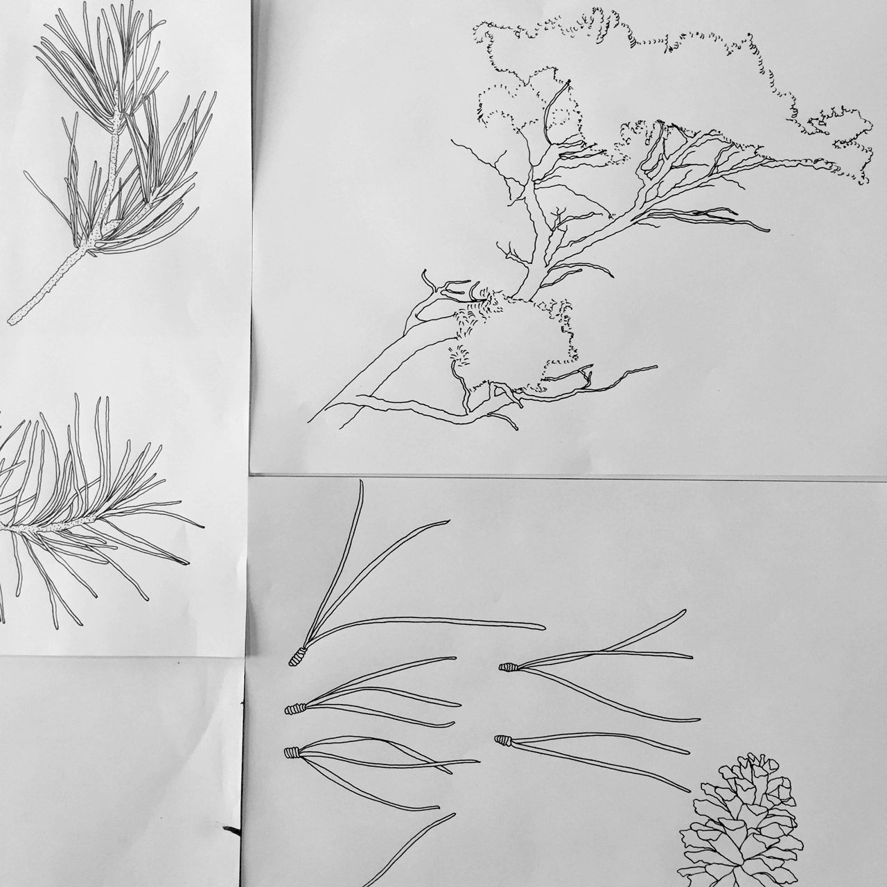 A collection of black-and-white botanical sketches showing pine tree branches, needles, and a small pinecone.